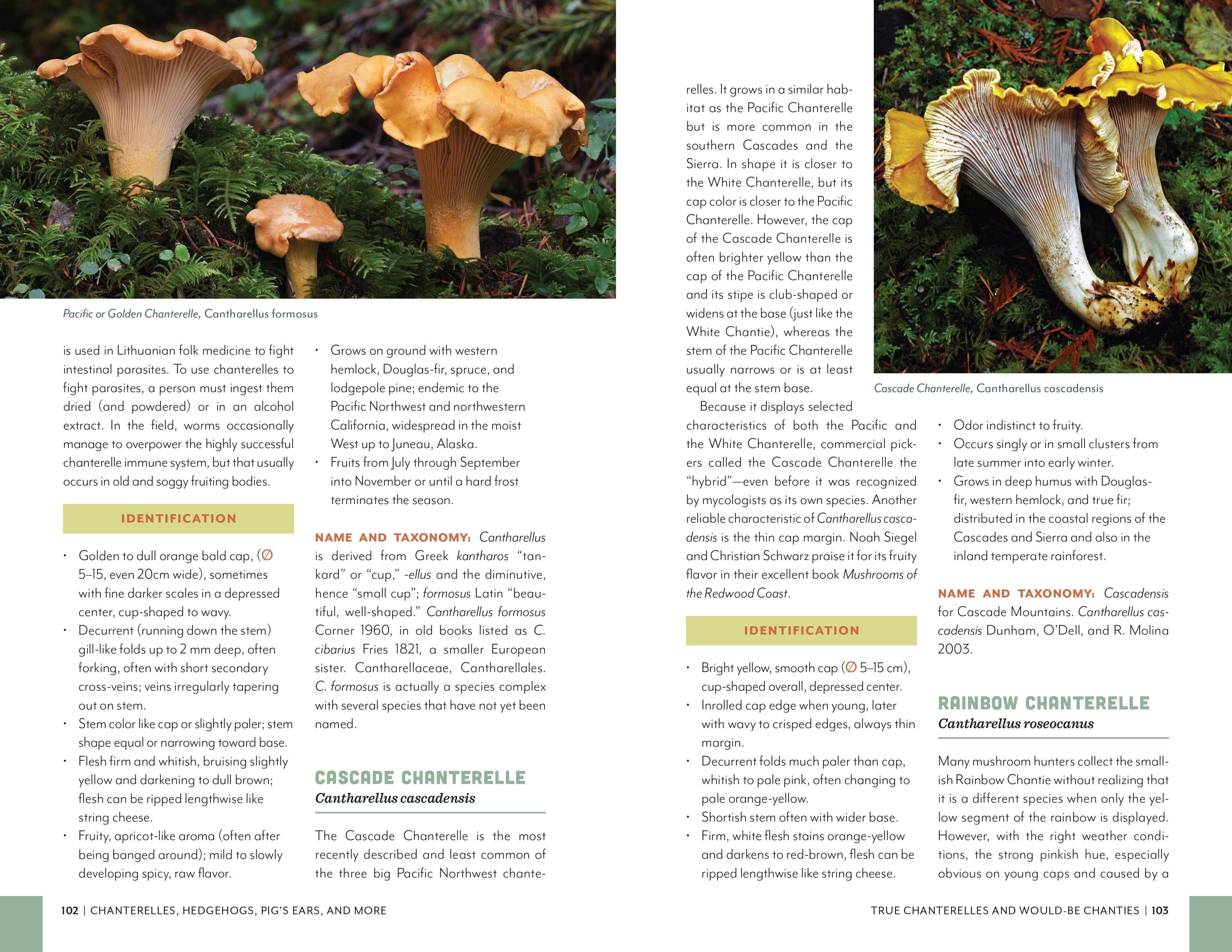 Fruits of the Forest: A Field Guide to PNW Edible Mushrooms - Image 7