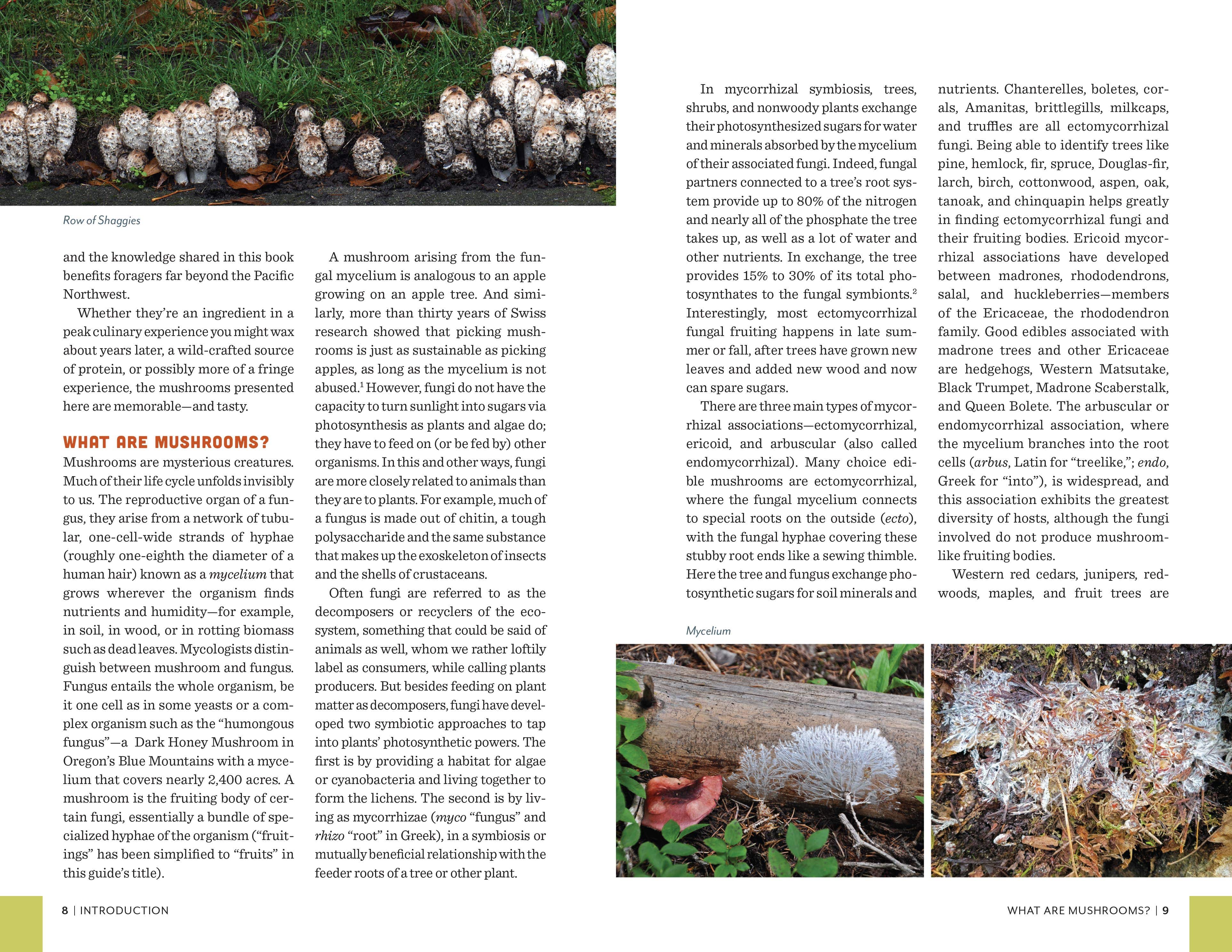 Fruits of the Forest: A Field Guide to PNW Edible Mushrooms - Image 9